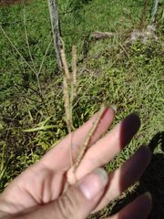 Paspalum fimbriatum