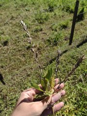 Pseudelephantopus spicatus