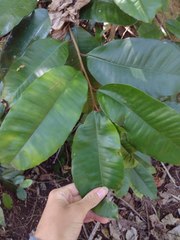 Chrysophyllum oliviforme