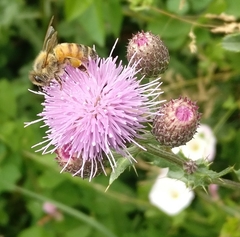 Apis mellifera
