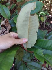 Chrysophyllum oliviforme