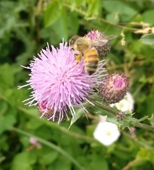 Apis mellifera