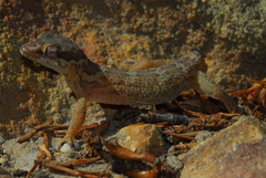 Pachydactylus formosus