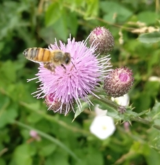 Apis mellifera
