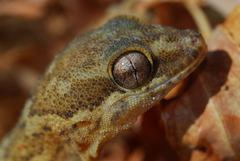 Pachydactylus formosus