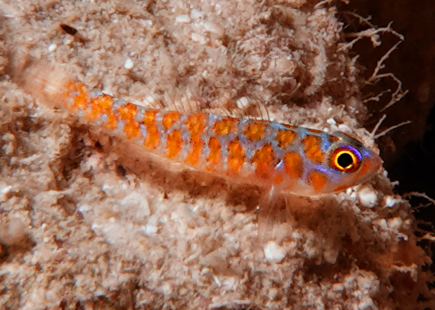 Meander Dwarfgoby