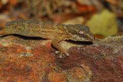Pachydactylus formosus