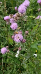 Apis mellifera