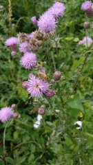 Apis mellifera
