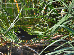 Gallinula chloropus