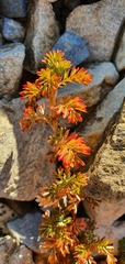 Acaena glabra