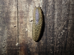 Geomalacus maculosus