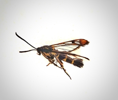 Synanthedon conopiformis