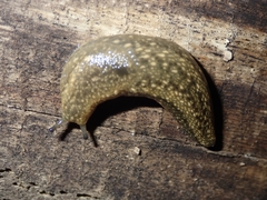 Geomalacus maculosus