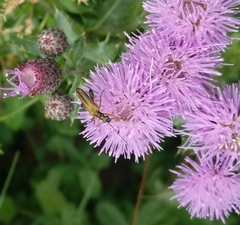 Oedemera podagrariae