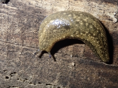 Geomalacus maculosus