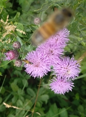 Oedemera podagrariae