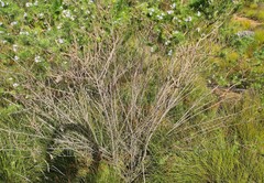 Psoralea floccosa