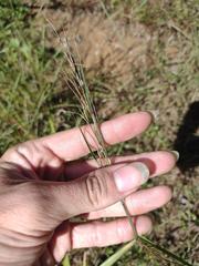 Schizachyrium condensatum