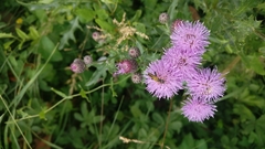 Oedemera podagrariae