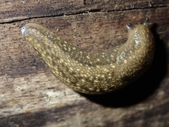 Geomalacus maculosus