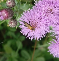 Oedemera podagrariae