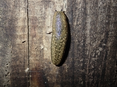 Geomalacus maculosus