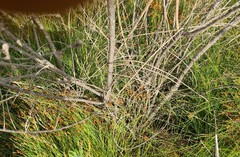 Psoralea floccosa