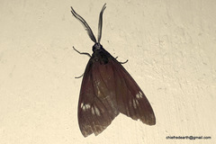 Cyclosia latipennis