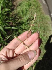 Paspalum fimbriatum