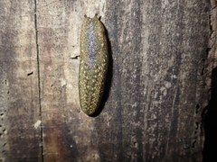 Geomalacus maculosus