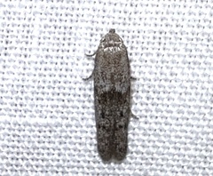 Hypatopa punctiferella