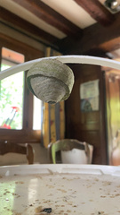 Dolichovespula media