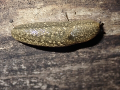 Geomalacus maculosus