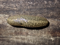 Geomalacus maculosus