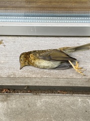 Aves