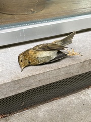 Aves