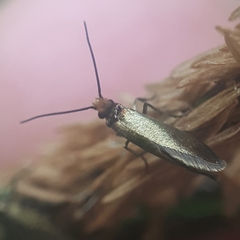 Micropterix calthella