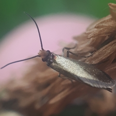 Micropterix calthella
