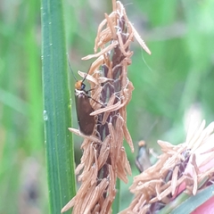 Micropterix calthella