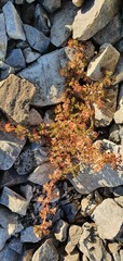 Acaena glabra