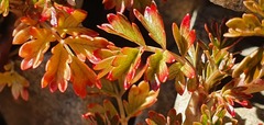 Acaena glabra