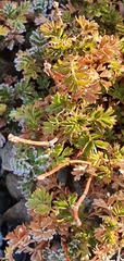 Acaena glabra