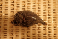 Anoplogaster cornuta