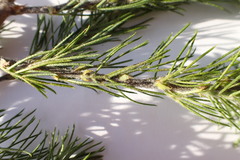 Psoralea floccosa