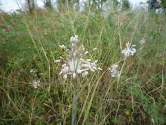 Allium podolicum