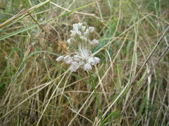Allium podolicum
