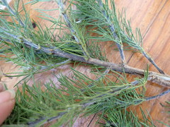 Psoralea floccosa