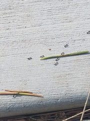 Monomorium ergatogyna