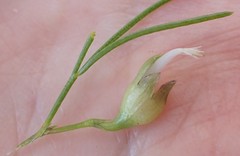 Psoralea azuroides